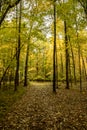 Peaceful, leaf strewn path in forest located in the north woods