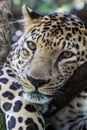 Peaceful leopard, panther, lying on the tree, closeup, leopard head