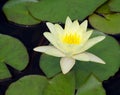 Peaceful Lotus Flower