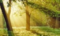 Peaceful magic morning sunrays in the forest Royalty Free Stock Photo