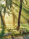 Peaceful magic morning sunrays in the forest with two dogs exploring the forground Royalty Free Stock Photo