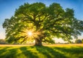 Peaceful magical ancient tree in a field.