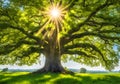 Peaceful magical ancient tree in a field.