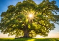 Peaceful magical ancient tree in a field.