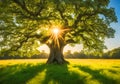 Peaceful magical ancient tree in a field.