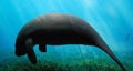 Peaceful Manatee Royalty Free Stock Photo