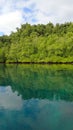 Peaceful mangrove with turquoise water remote area wildlife place forest reflect above the water Royalty Free Stock Photo