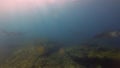 Peaceful Manta Rays Group. Mantas Hovering on Rocky Coral Reef Cleaning Station