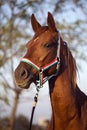 Peaceful Mare Horse Head Shot Side View Summertime Royalty Free Stock Photo