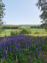 Peaceful meadows norway