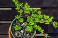 Peaceful meditation Succulent potted plant tranquil