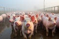 Peaceful Moments on the Big Pig Farm. AI Generated Royalty Free Stock Photo