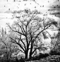 Peaceful Moody Tree and Bird Silhouette on Cloudy and Grey Day