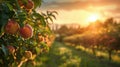 Peaceful morning glow over peach orchard, blending with peach fuzz hues, painting a serene and picturesque landscape Royalty Free Stock Photo