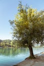 Peaceful morning Lake Bled in Slovenia Royalty Free Stock Photo