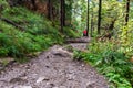 A peaceful mountain path in the forest. Polish Tatras