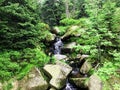 Peaceful mountain stream flows through lush forest. Great for backgrounds, covers Royalty Free Stock Photo