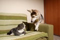 Peaceful old cat and kind dog at home Royalty Free Stock Photo