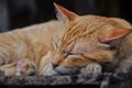 Peaceful orange red tabby cat curled up sleeping