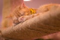 Peaceful orange red tabby cat male kitten