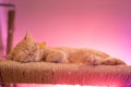 Peaceful orange red tabby cat male kitten curled up sleeping. Royalty Free Stock Photo