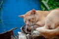 Peaceful orange red tabby cat male kitten curled up sleeping.