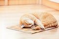 Peaceful Orange Red Tabby Cat Male Kitten Sleeping Royalty Free Stock Photo