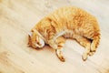 Peaceful Orange Red Tabby Cat Male Kitten Sleeping Royalty Free Stock Photo