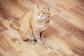 Peaceful Orange Red Tabby Cat Male Kitten Sleeping Royalty Free Stock Photo