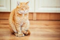 Peaceful Orange Red Tabby Cat Male Kitten Sleeping Royalty Free Stock Photo