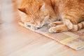 Peaceful Orange Red Tabby Cat Male Kitten Sleeping Royalty Free Stock Photo