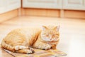 Peaceful Orange Red Tabby Cat Male Kitten Sleeping