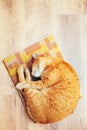 Peaceful Orange Red Tabby Cat Male Kitten Sleeping Royalty Free Stock Photo