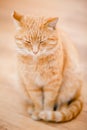 Peaceful Orange Red Tabby Cat Male Kitten Sleeping At Home On La Royalty Free Stock Photo