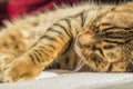 Peaceful orange striped cat