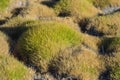 Peaceful Oriental Garden Grass