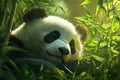 Peaceful Panda Napping in a Bamboo Forest Royalty Free Stock Photo