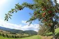 Apple tree in panorama with blue sky Royalty Free Stock Photo