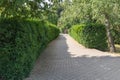 Peaceful Park Pathway Surrounded by Green Hedges and Trees on a Sunny Day Royalty Free Stock Photo