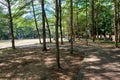 A peaceful park pathway surrounded by tall trees and greenery Royalty Free Stock Photo