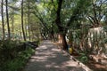 A peaceful park pathway surrounded by tall trees and greenery Royalty Free Stock Photo