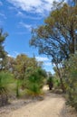 Peaceful Path: Australian Bushland Royalty Free Stock Photo