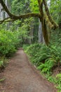 Peaceful path through the California Redwoods Royalty Free Stock Photo