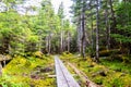 Peaceful path going through a dense nature