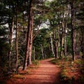 Peaceful path through the pine trees into the woods Royalty Free Stock Photo
