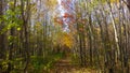 Peaceful path in a young colorful forest