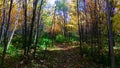 Peaceful path in a young colorful forest