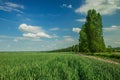 Peaceful picturesque green summer landscape field and high trees country side scenic view in clear weather July day time Royalty Free Stock Photo