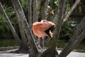 Pink flamingo in front of tree trunks preening its delicate creamy orange feathers in a natural setting Royalty Free Stock Photo