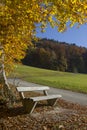 Peaceful place with bench, colorful beech tree in autumn